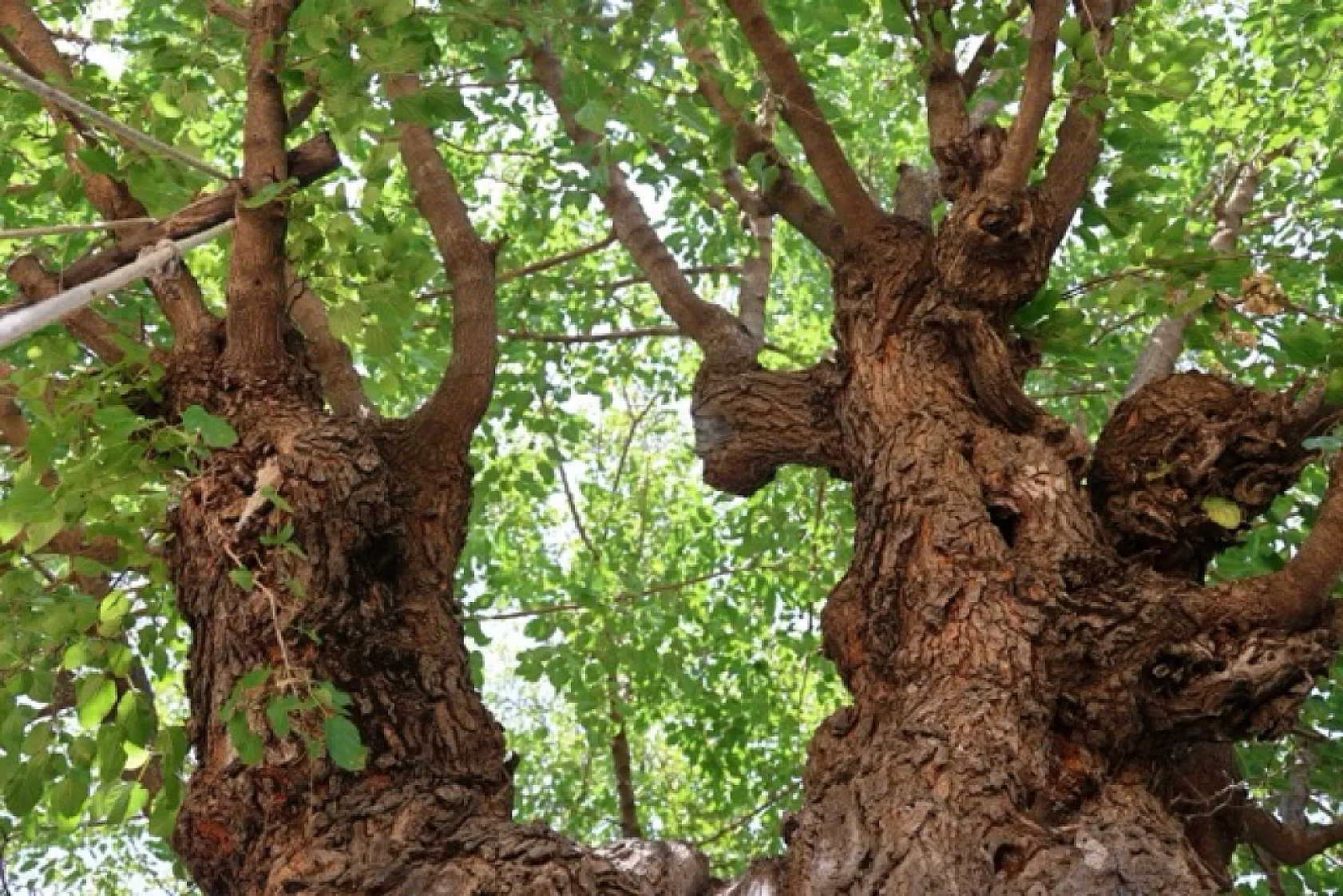 Elazığ'daki 500 yıllık dev dut ağacı köyün simgesi oldu