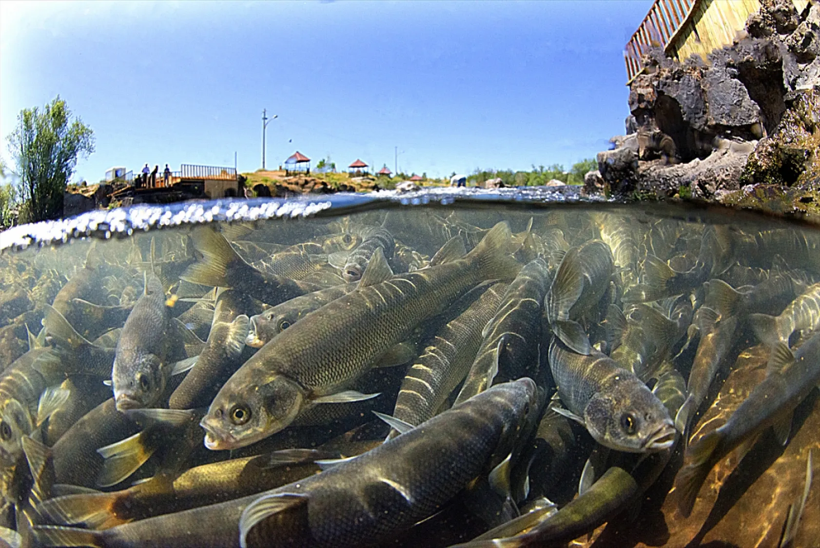 İnci kefalleri en zor göç dönemlerinden birini yaşıyor