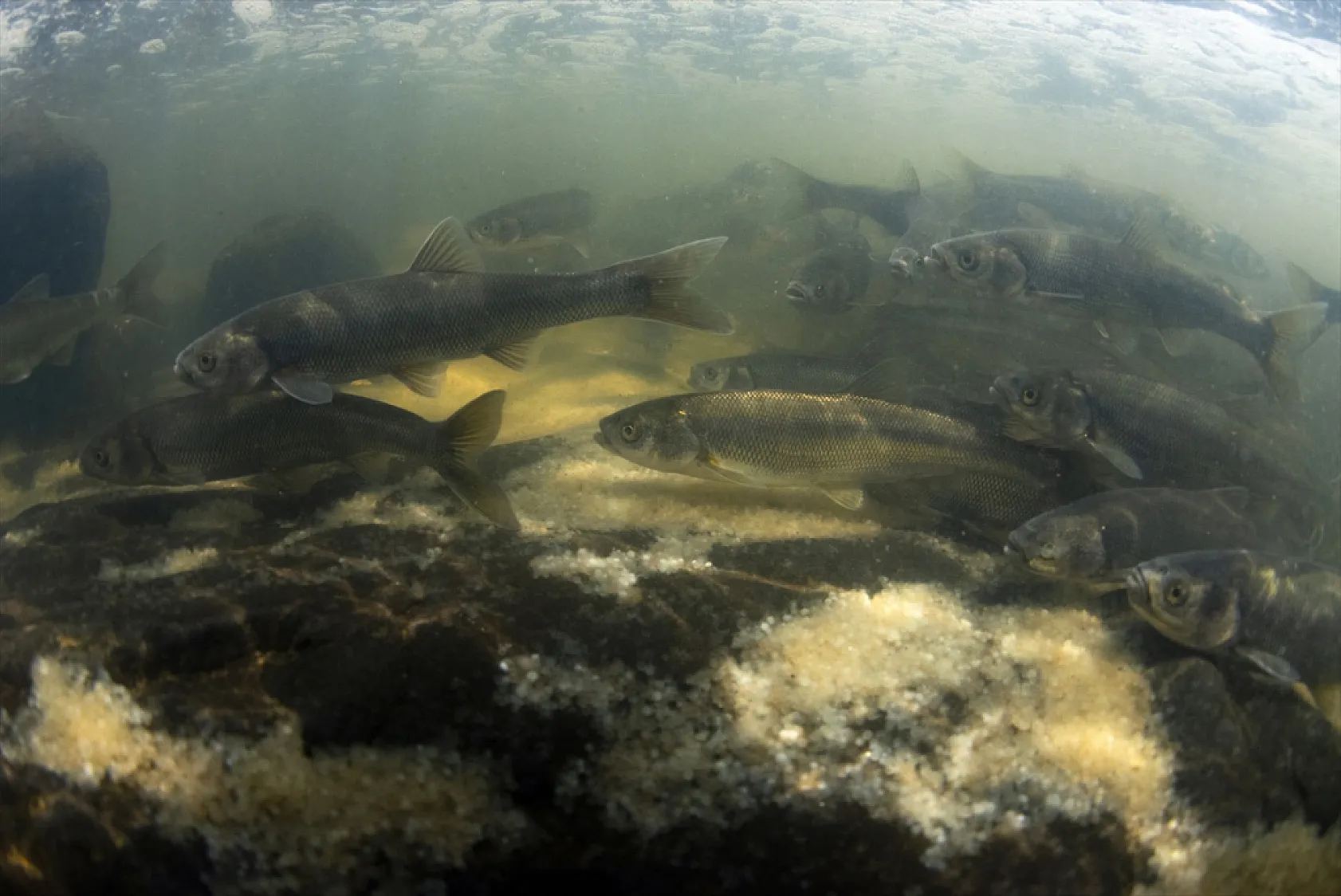 İnci kefalleri en zor göç dönemlerinden birini yaşıyor