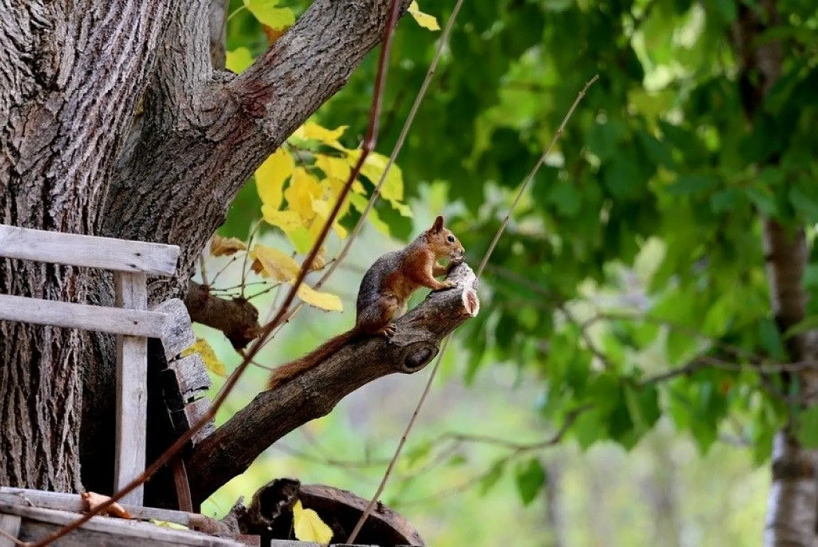 Antalya'da renklerin sonbahar dansı