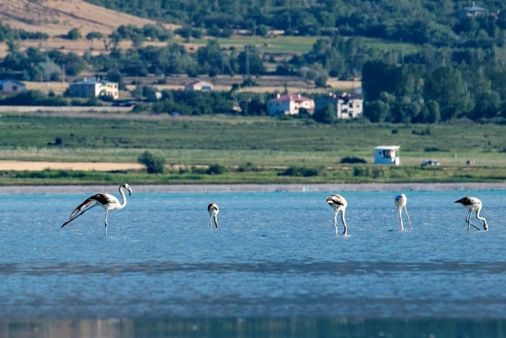 Flamingoların eşsiz dansı
