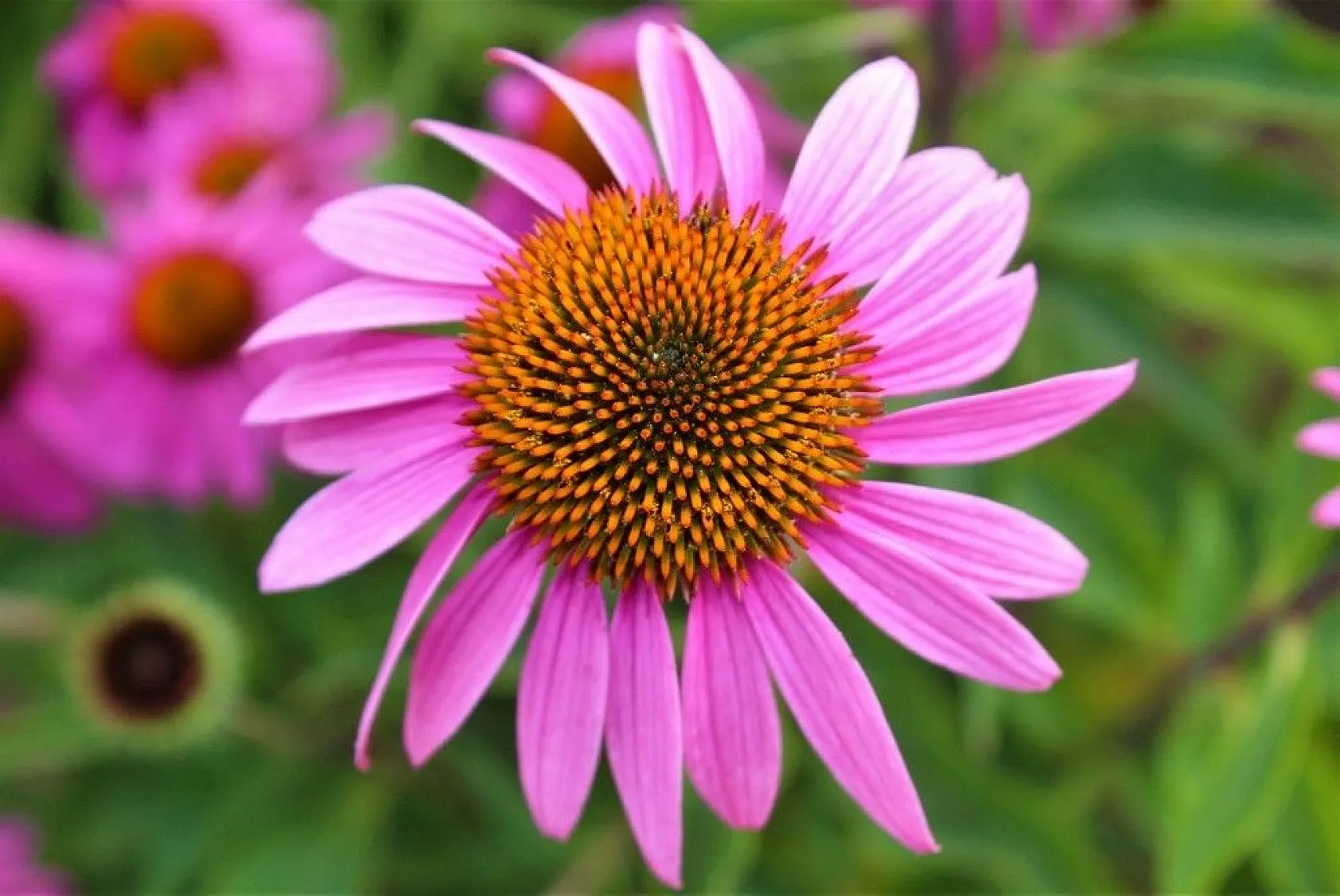 Van Gölü kıyısında renk cümbüşü