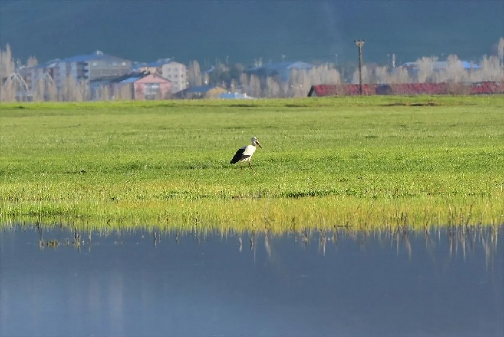Muş Ovası kuş türlerine ev sahipliği yapıyor
