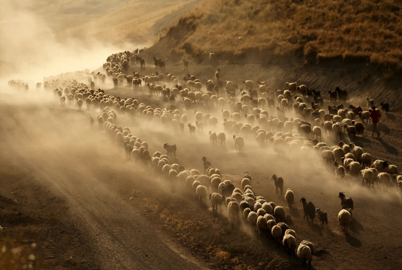 Hayvan sürüleri Nemrut Dağı eteklerinde besleniyor
