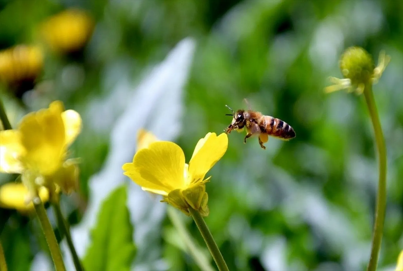 Doğadaki renk cümbüşü büyülüyor