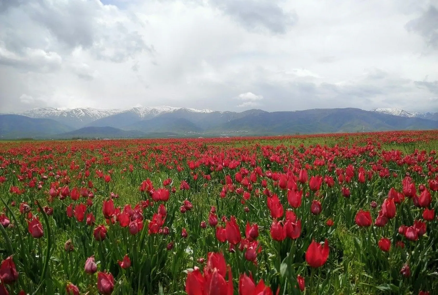 Muş lalelerinin eşsiz manzarası...