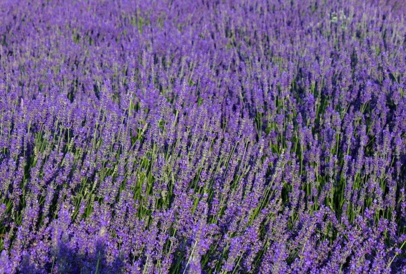 Van Gölü kıyısında renk cümbüşü