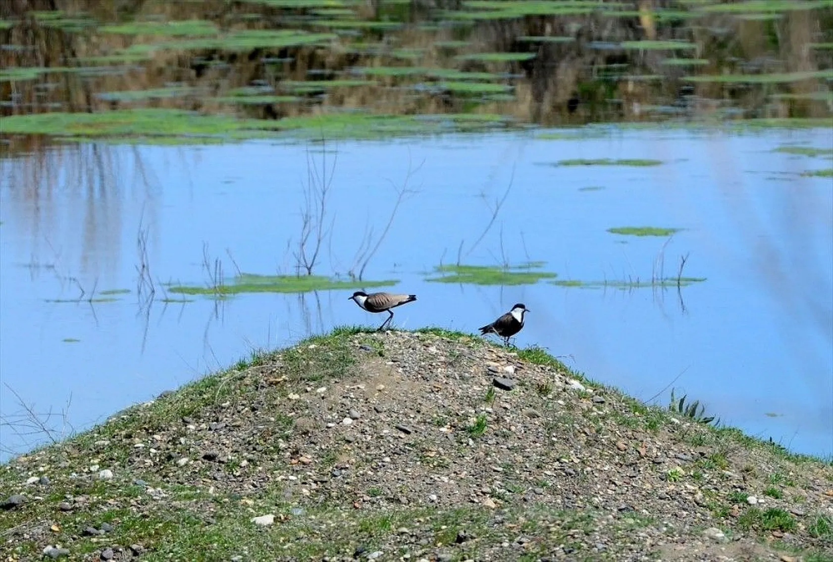 Muş Ovası kuş türlerine ev sahipliği yapıyor