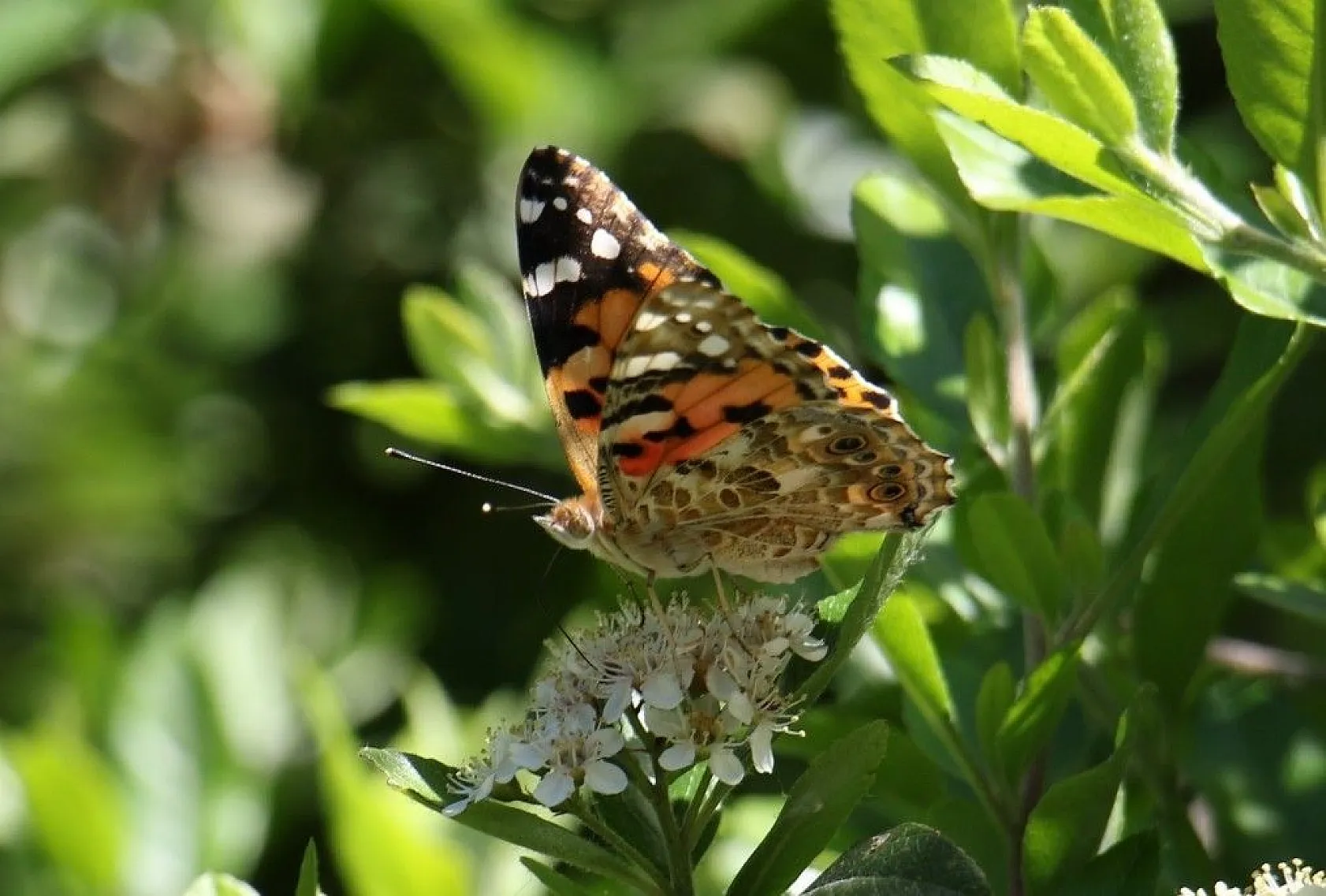 Elazığ'da göç eden kelebeklerden görsel şölen