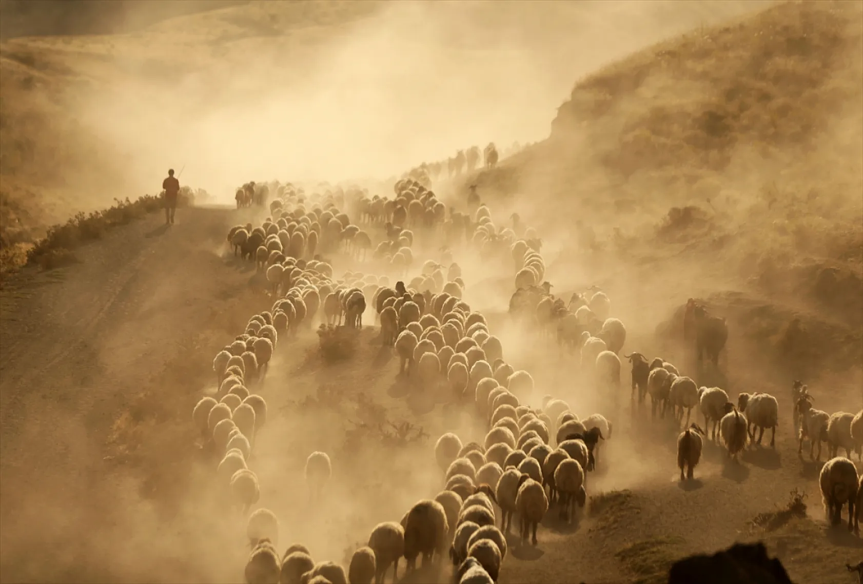 Hayvan sürüleri Nemrut Dağı eteklerinde besleniyor