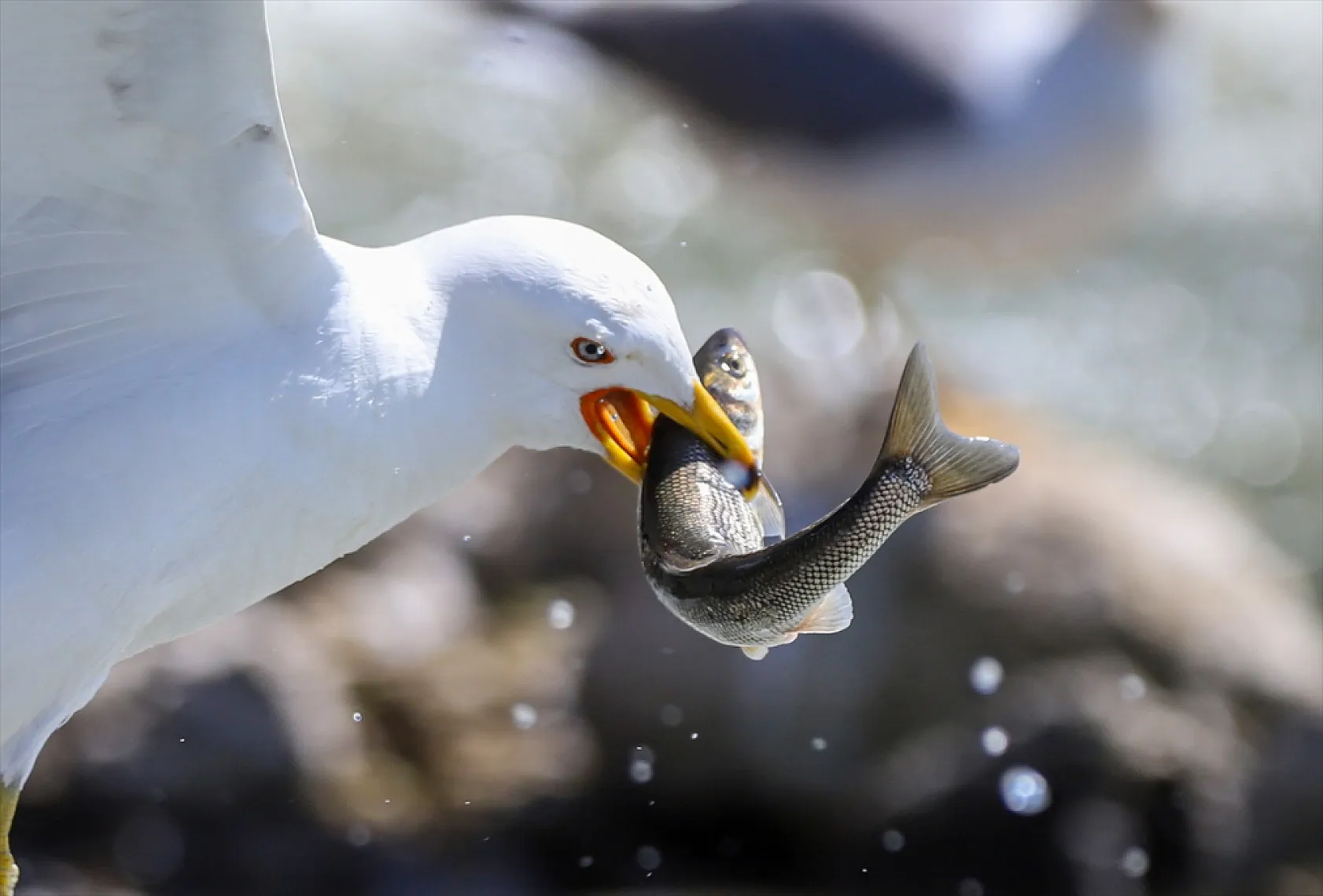 Martıların göç yolculuğundaki inci kefallerini avlama mücadelesi