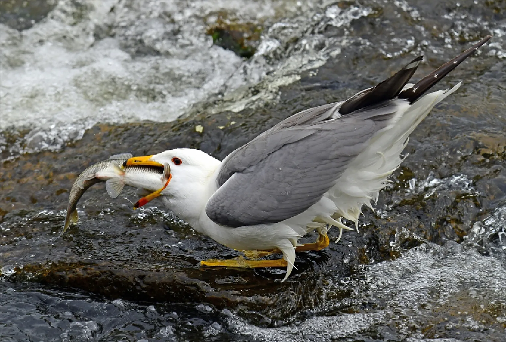 İnci kefalleri en zor göç dönemlerinden birini yaşıyor