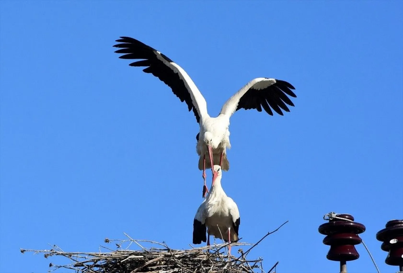 Muş Ovası kuş türlerine ev sahipliği yapıyor