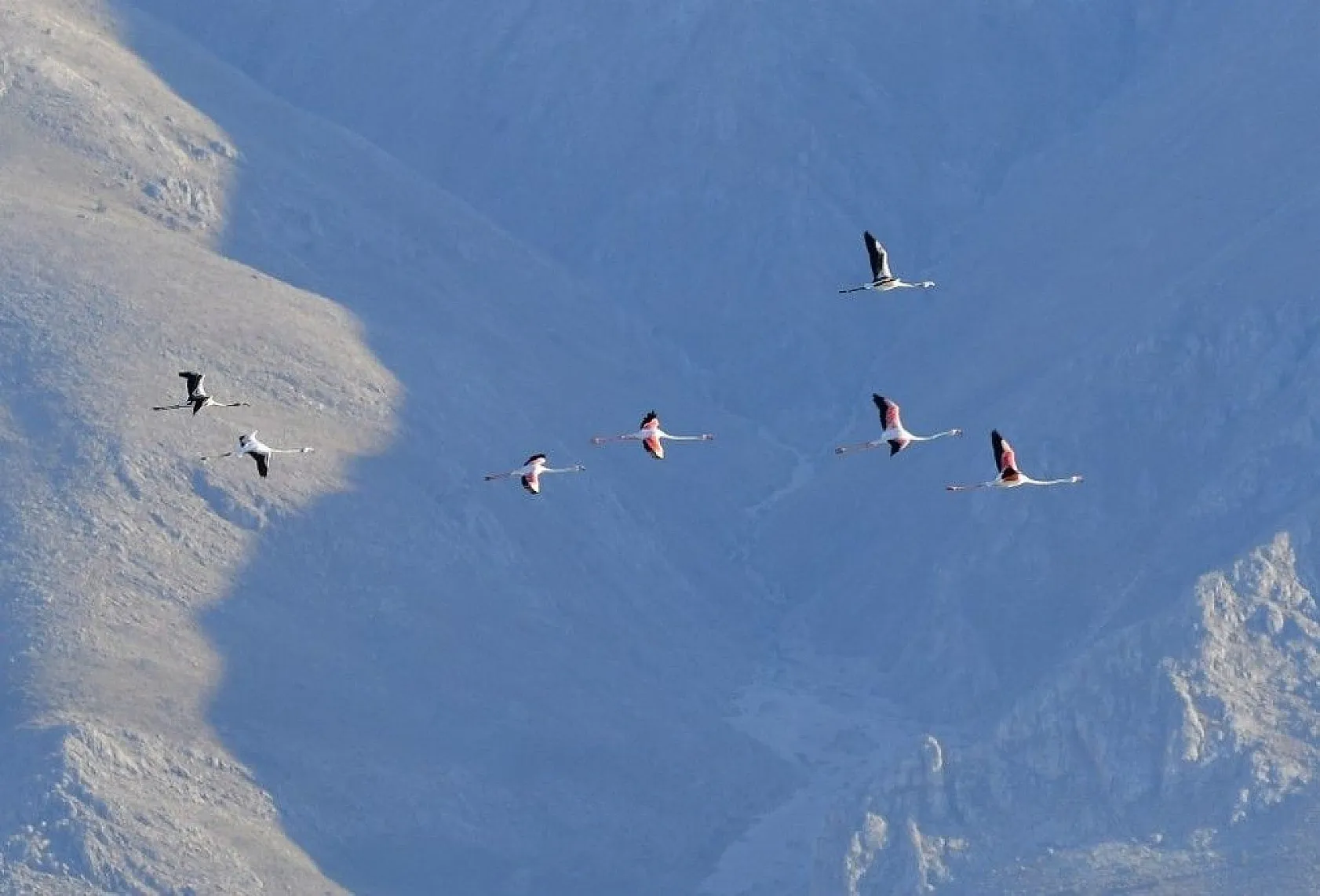 Flamingoların eşsiz dansı