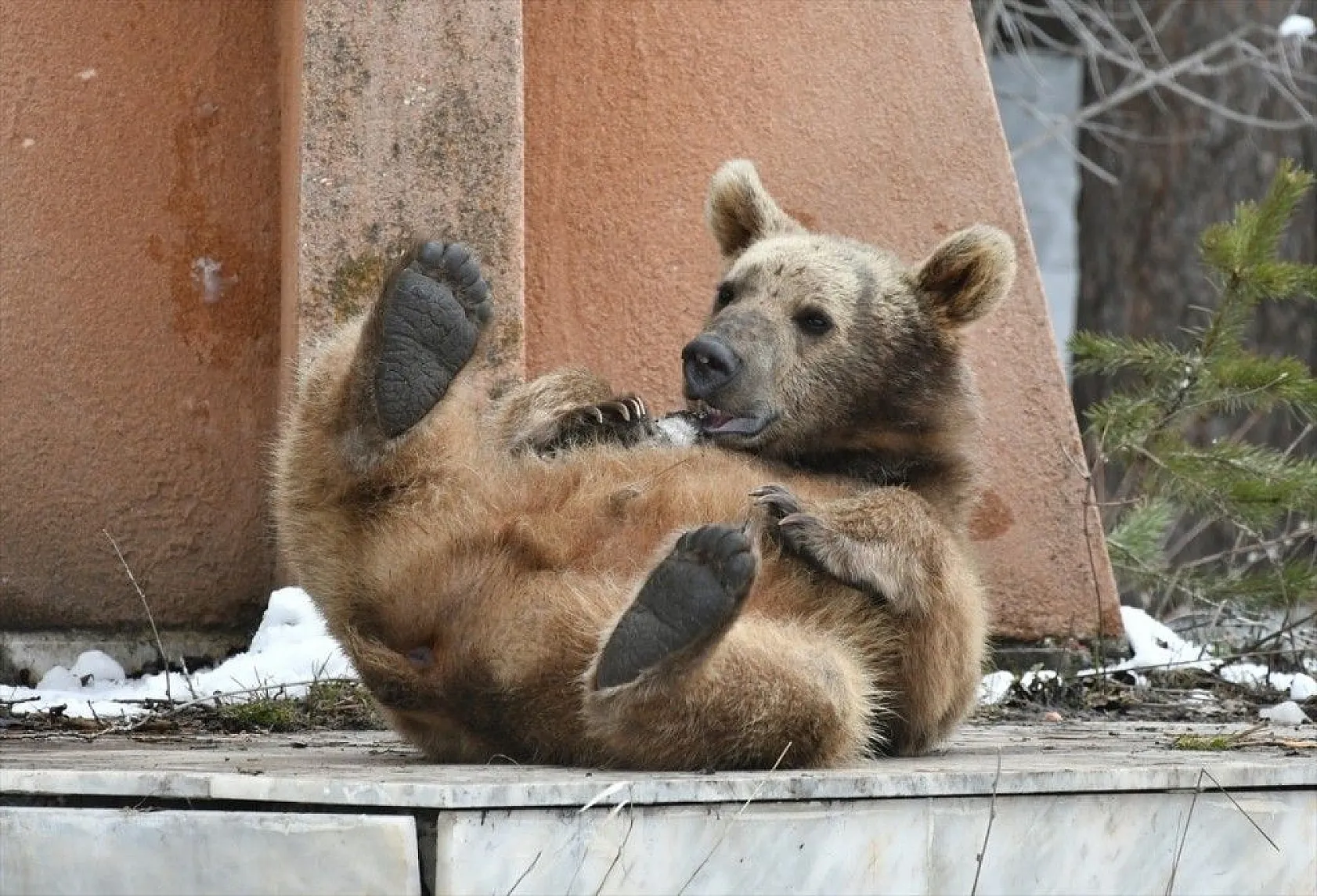 Aç kalan ayı yavrusu ilçeye indi