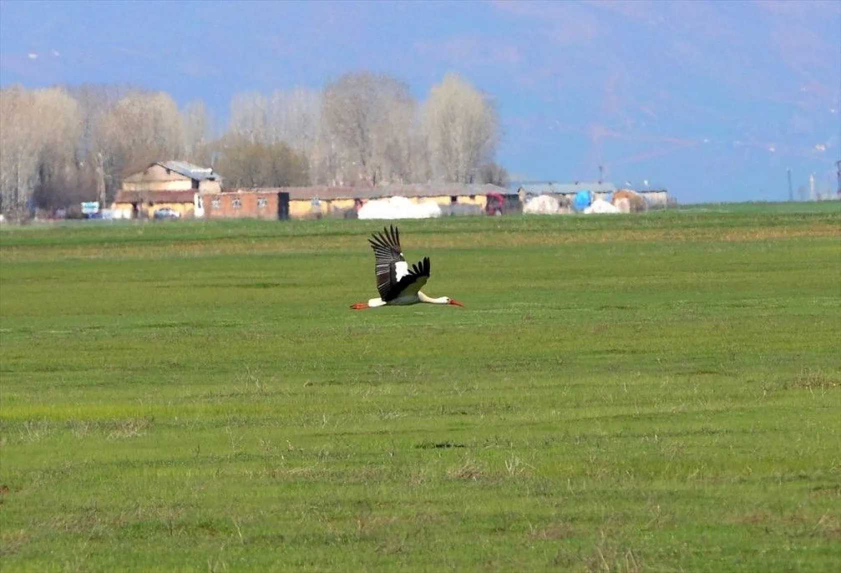 Muş Ovası kuş türlerine ev sahipliği yapıyor