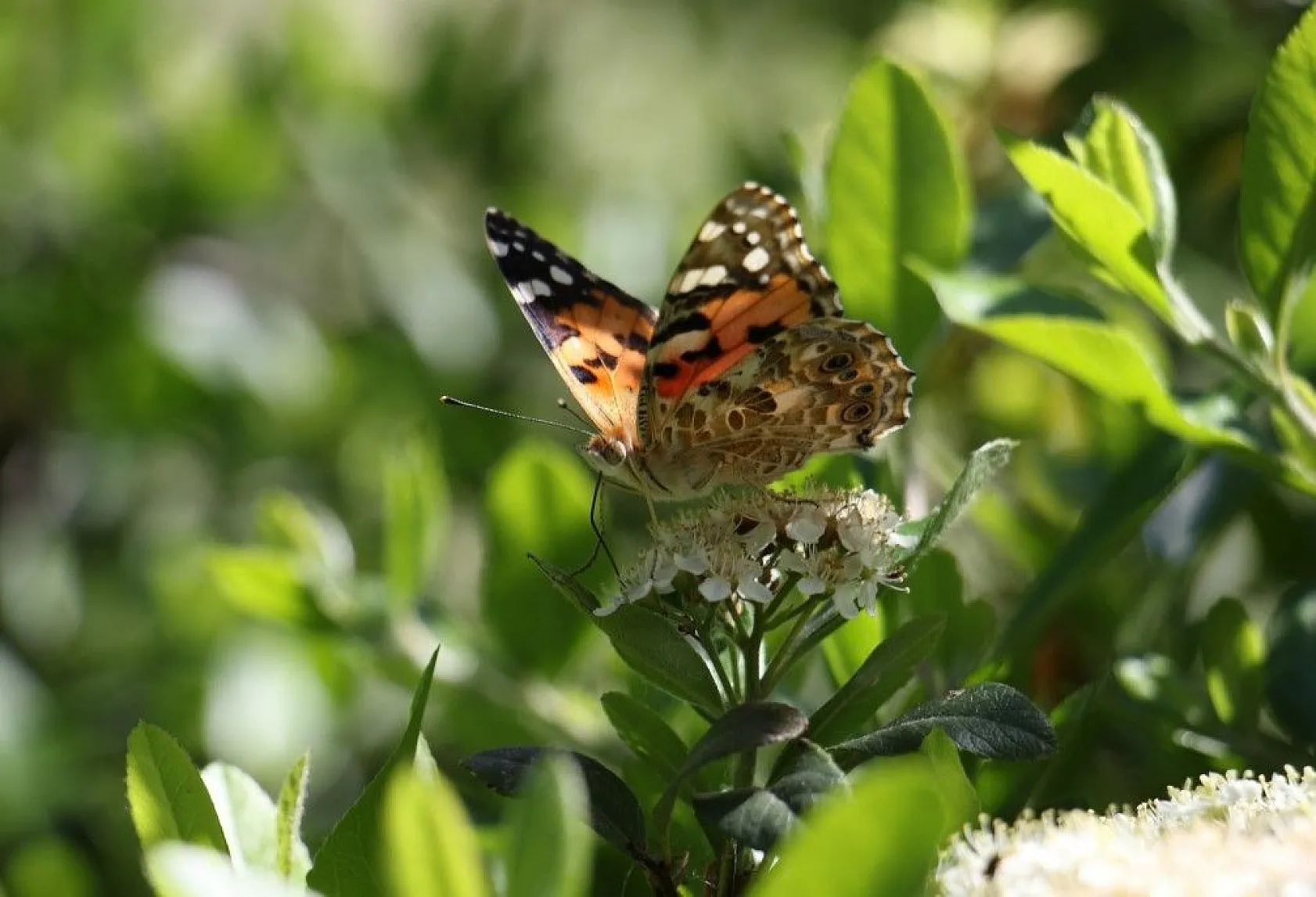Elazığ'da göç eden kelebeklerden görsel şölen