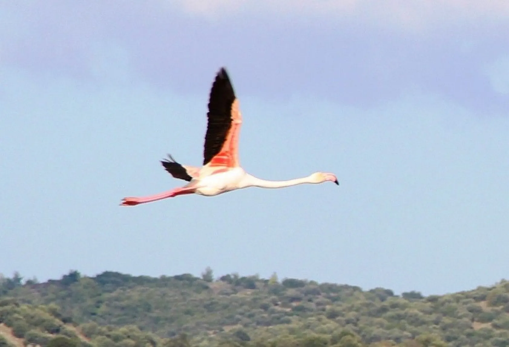 Yüzlerce flamingodan görsel şov