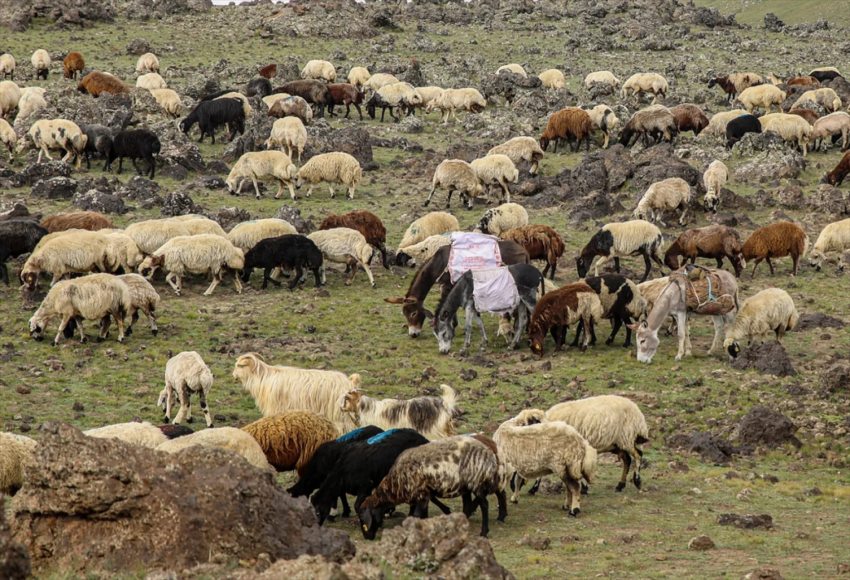 Terörden arındırılan 'Tendürek Dağı...'