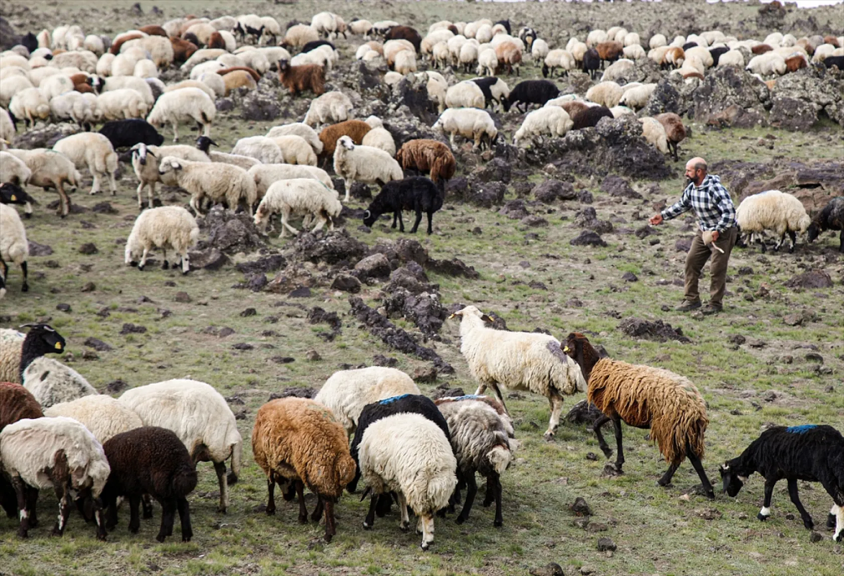 Terörden arındırılan 'Tendürek Dağı...'