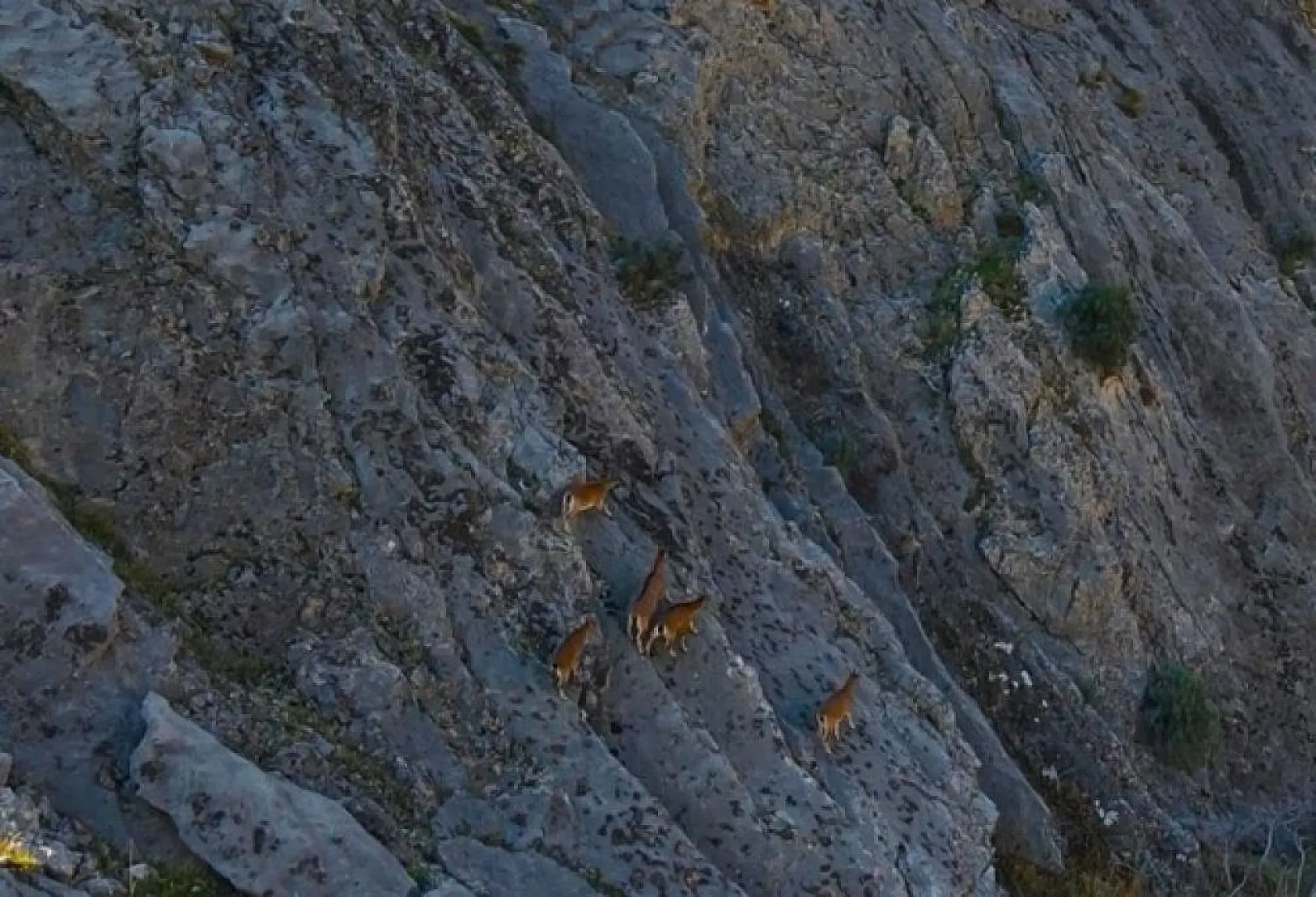 Dağ keçileri dron ile görüntülendi