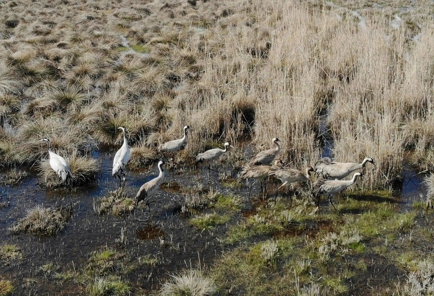 Türkülere ilham veren allı turnalar Anadolu'yu mesken tuttu