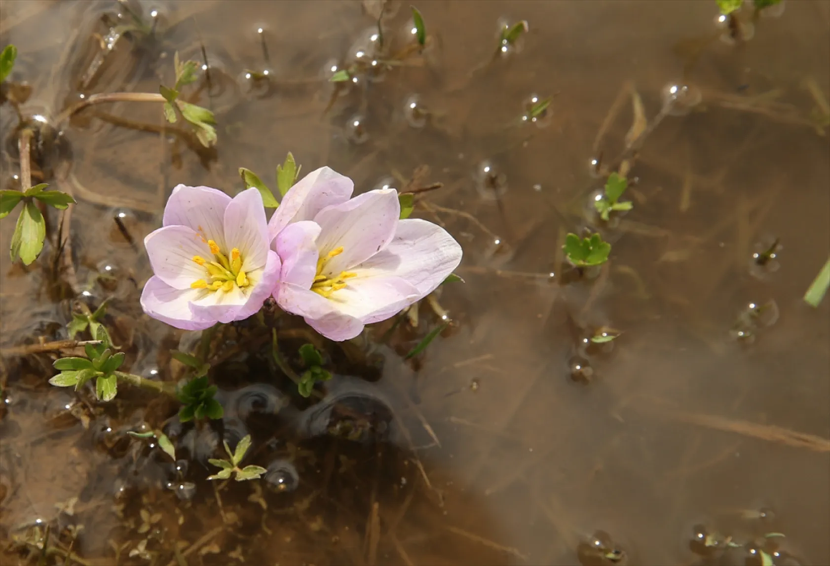 Yüksekova'da çiçek açan çiğdemler doğaya renk kattı