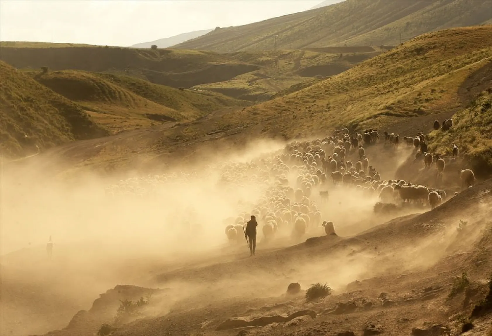 Sürülerin tozlu yolculuğu