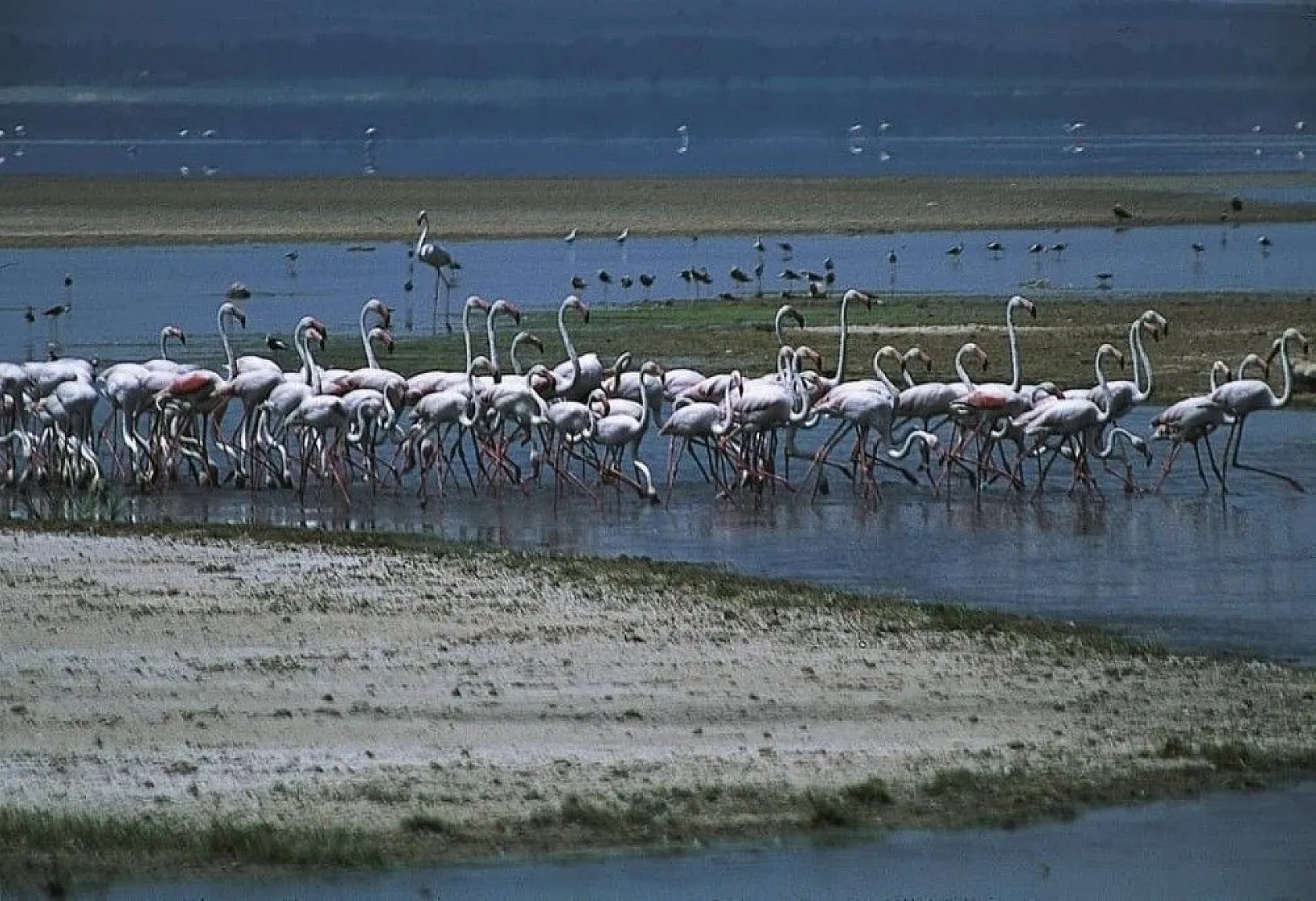 'Allı turna'ların suyla dansı