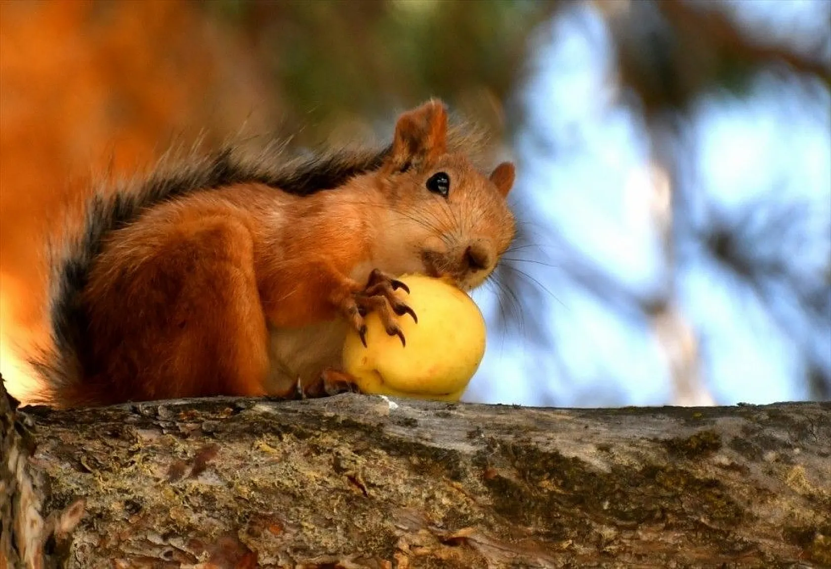 Kayısı yiyen sincaplar renkli görüntüler oluşturdu