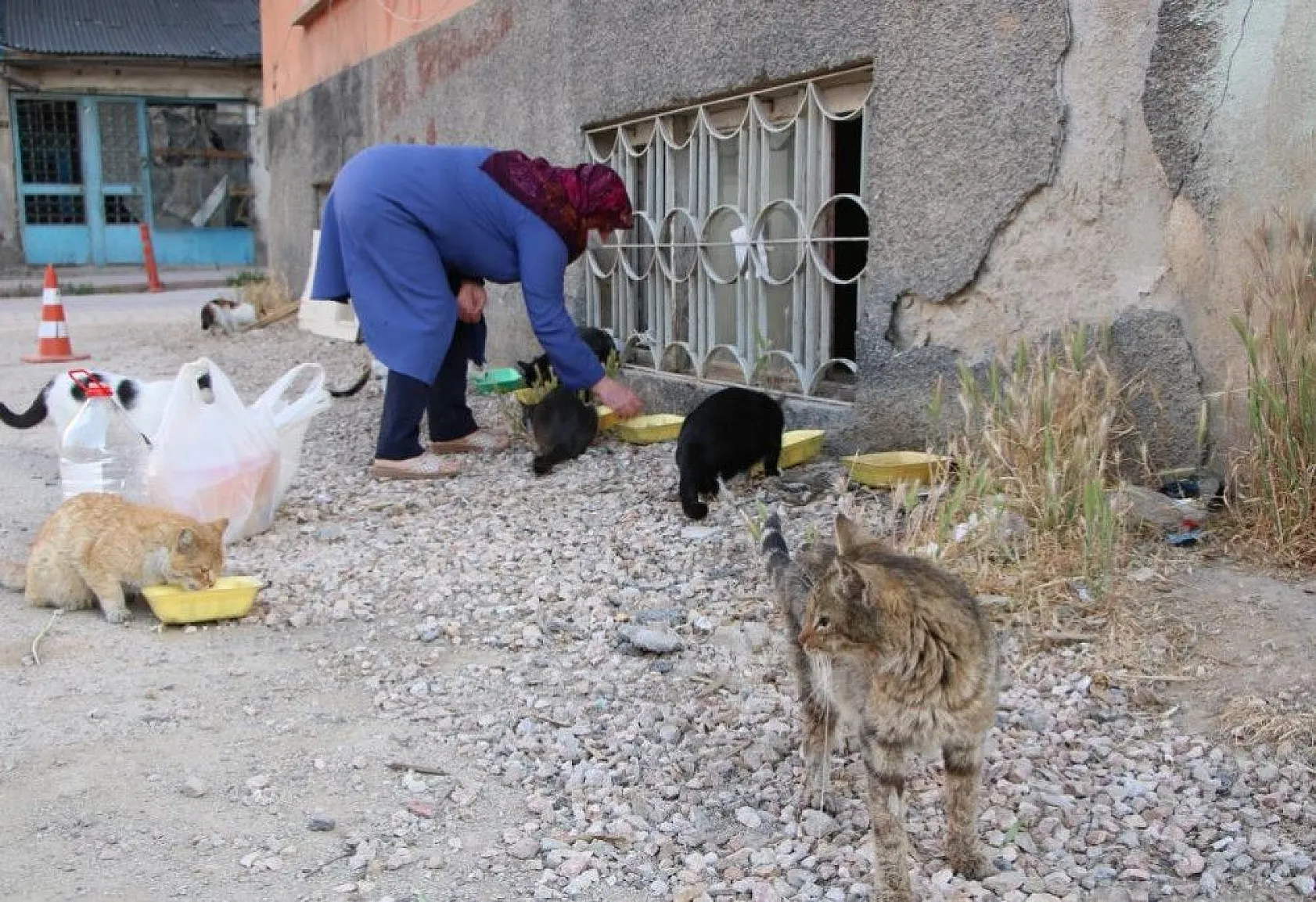 Fatma teyze, 35 kediye anne şefkatiyle bakıyor