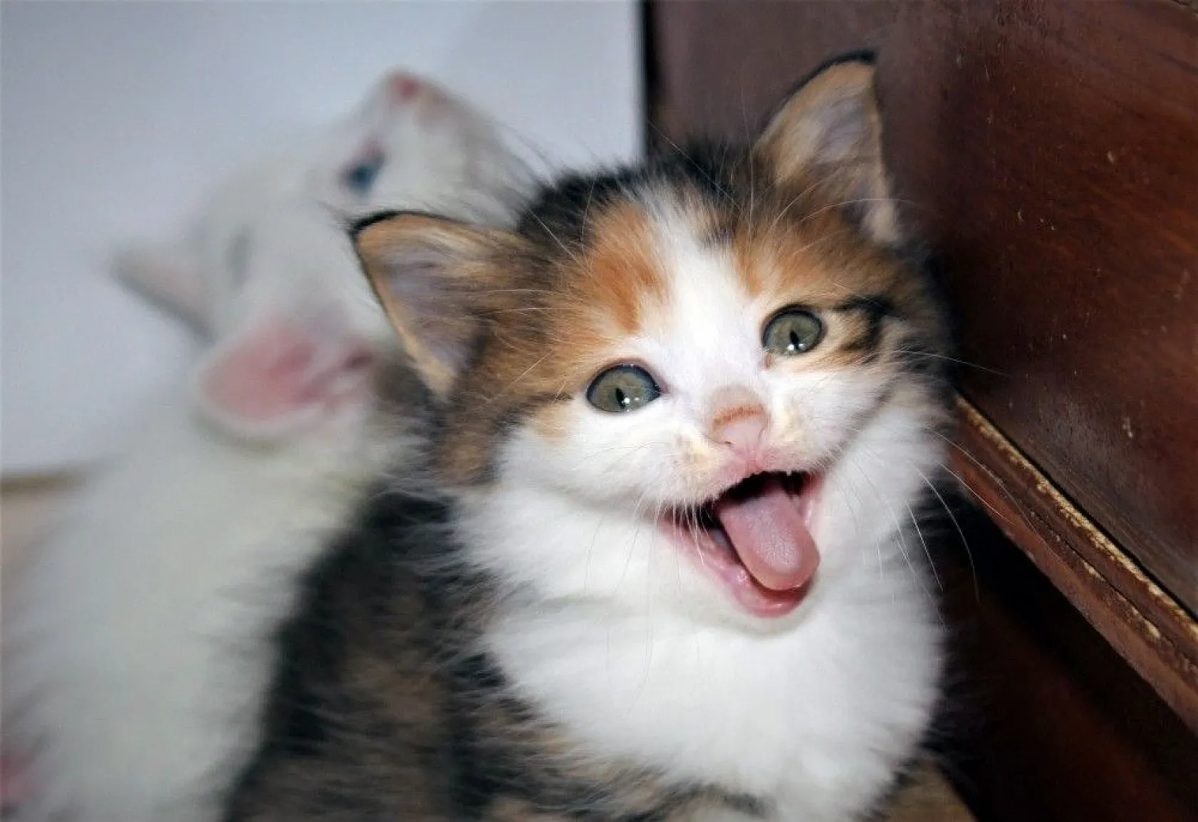 Van kedilerine renkli kardeş