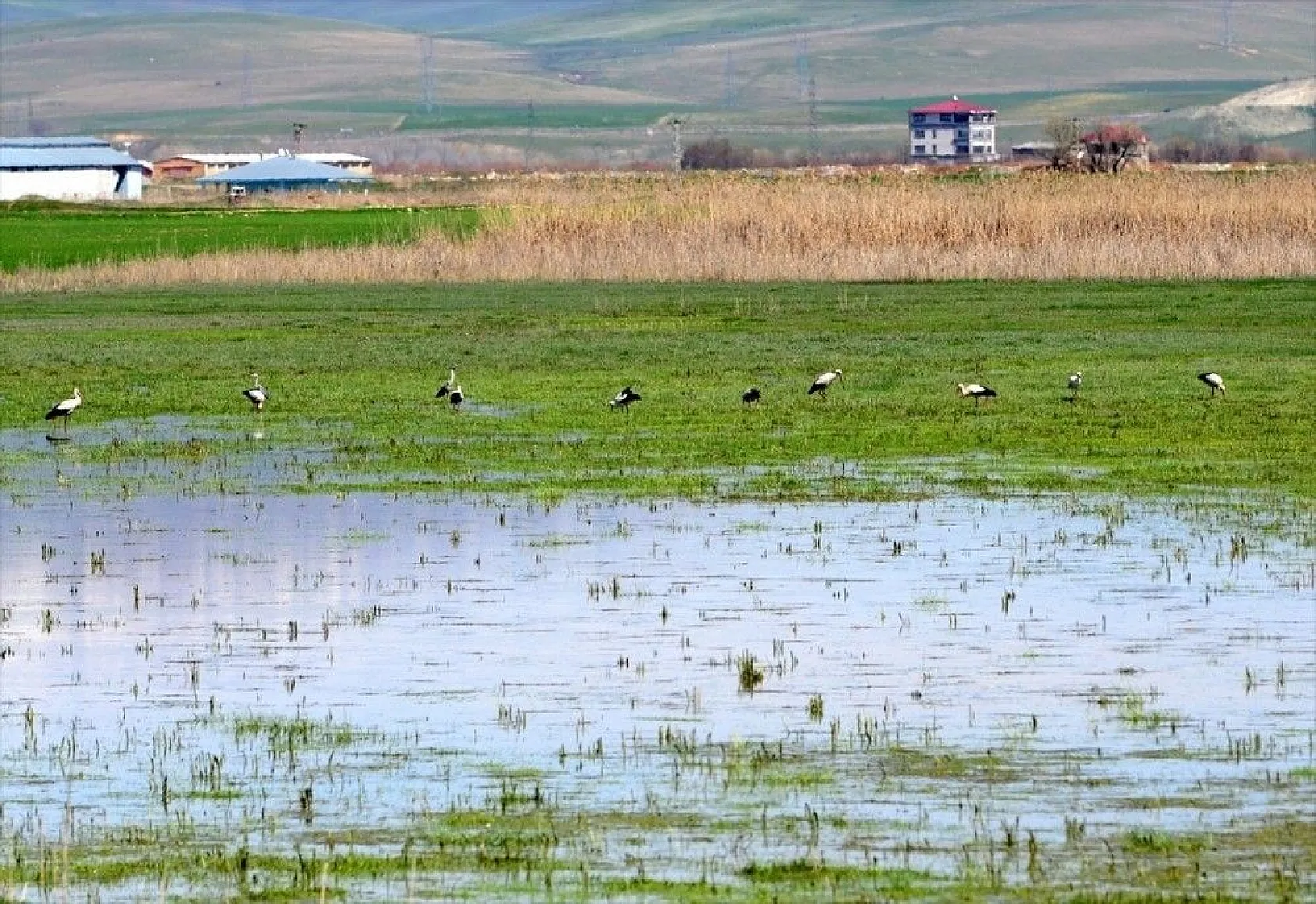 Muş Ovası kuş türlerine ev sahipliği yapıyor