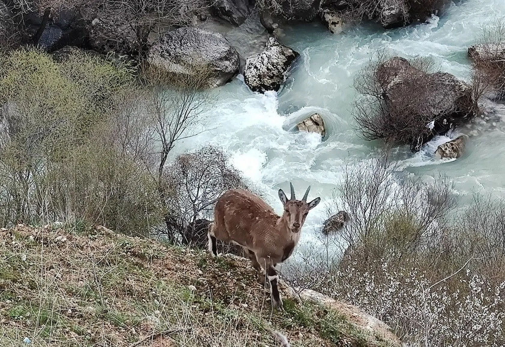Doğal yaşamı ile dikkat çeken ilçe baharla renklendi