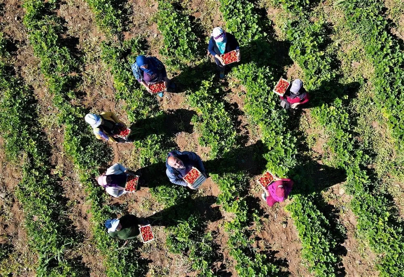 Elazığ'da çilek zamanı, kasa kasa satılıyor