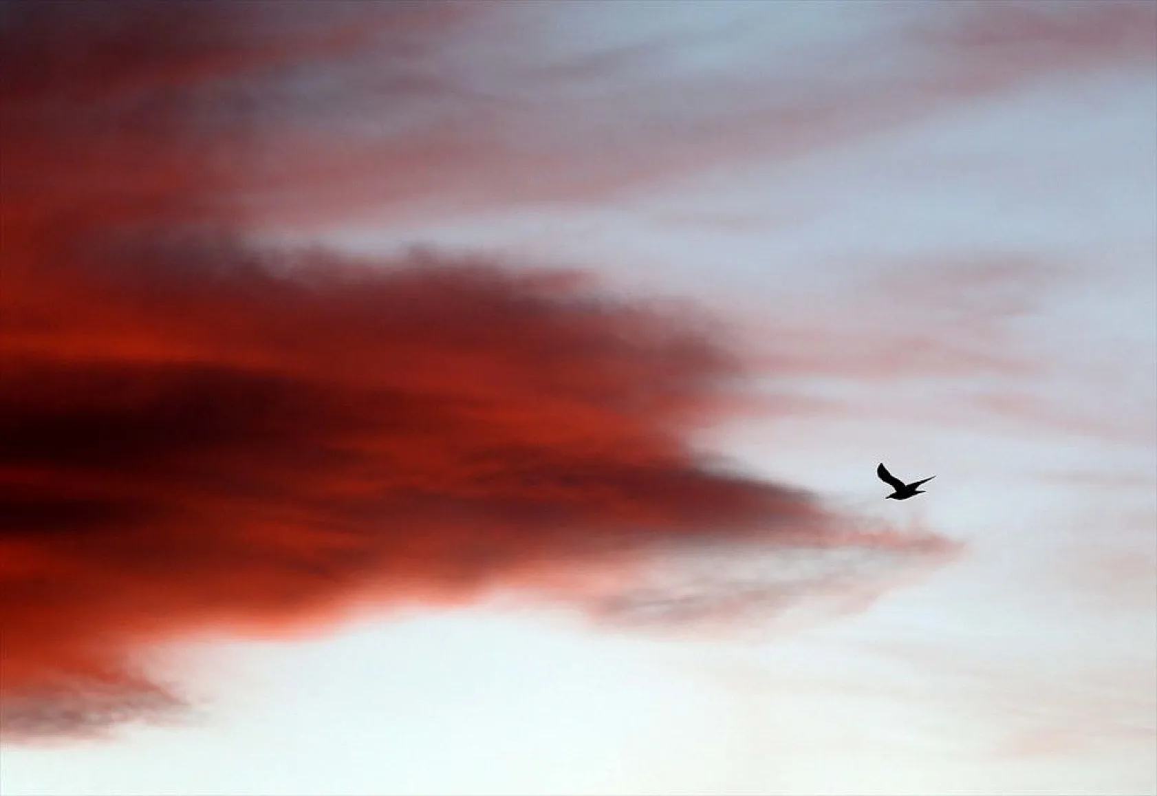 Muş Ovası'ndaki binlerce kuşun göçü kayıt altına alındı