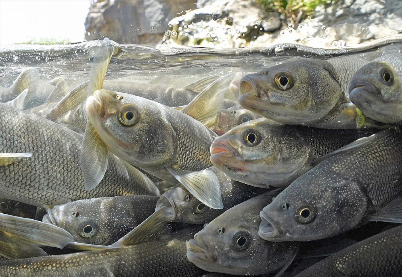 İnci kefalleri en zor göç dönemlerinden birini yaşıyor