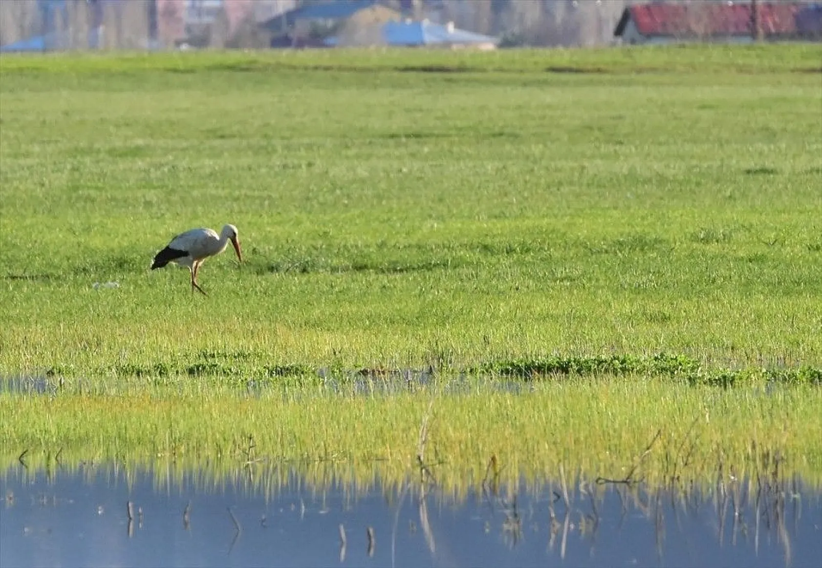 Muş Ovası kuş türlerine ev sahipliği yapıyor
