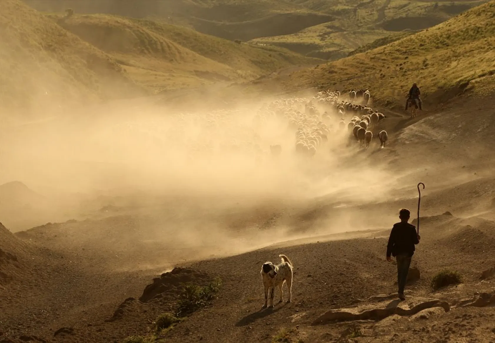 Sürülerin tozlu yolculuğu
