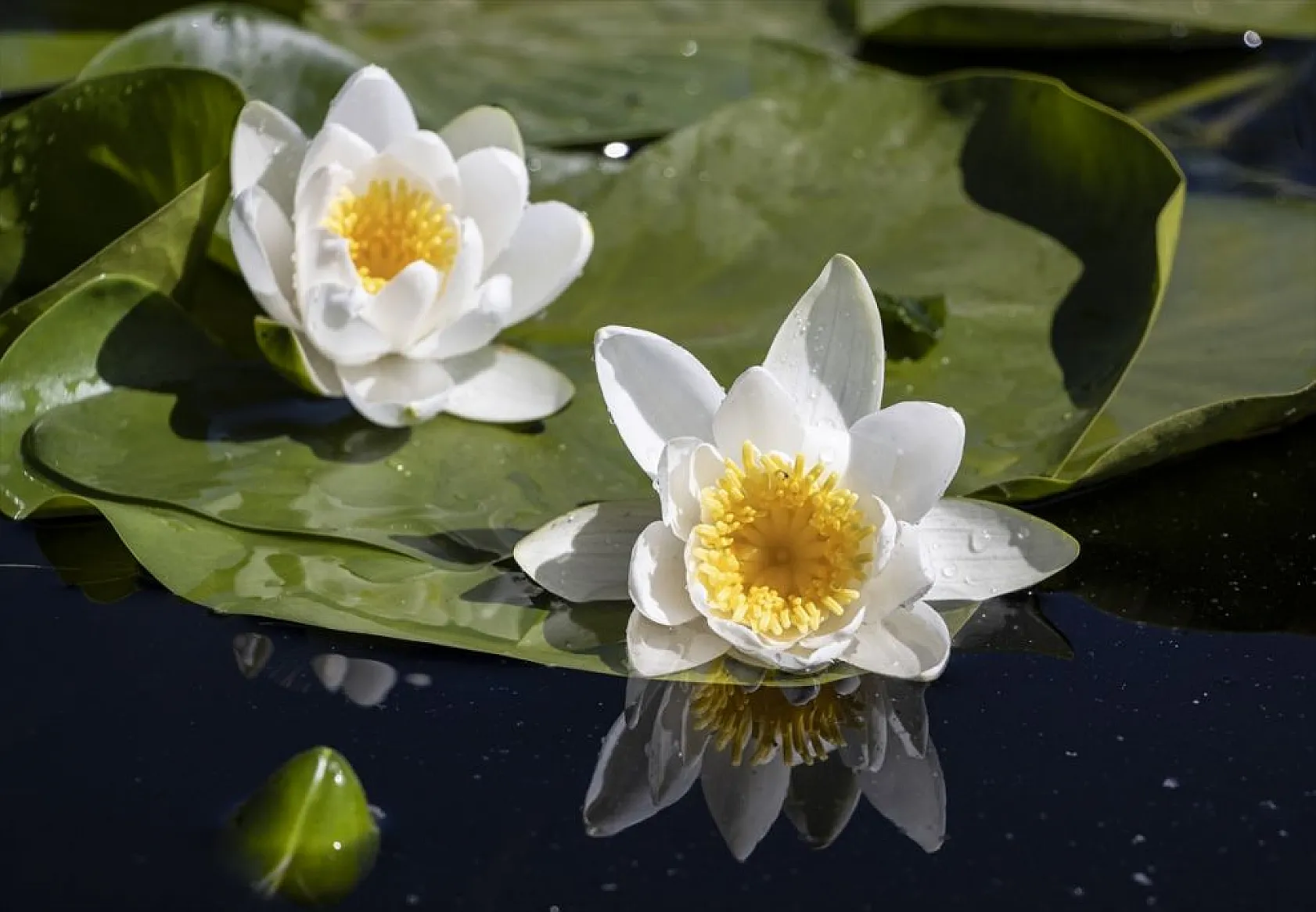 Süphan Dağı eteklerinde nilüferler açtı