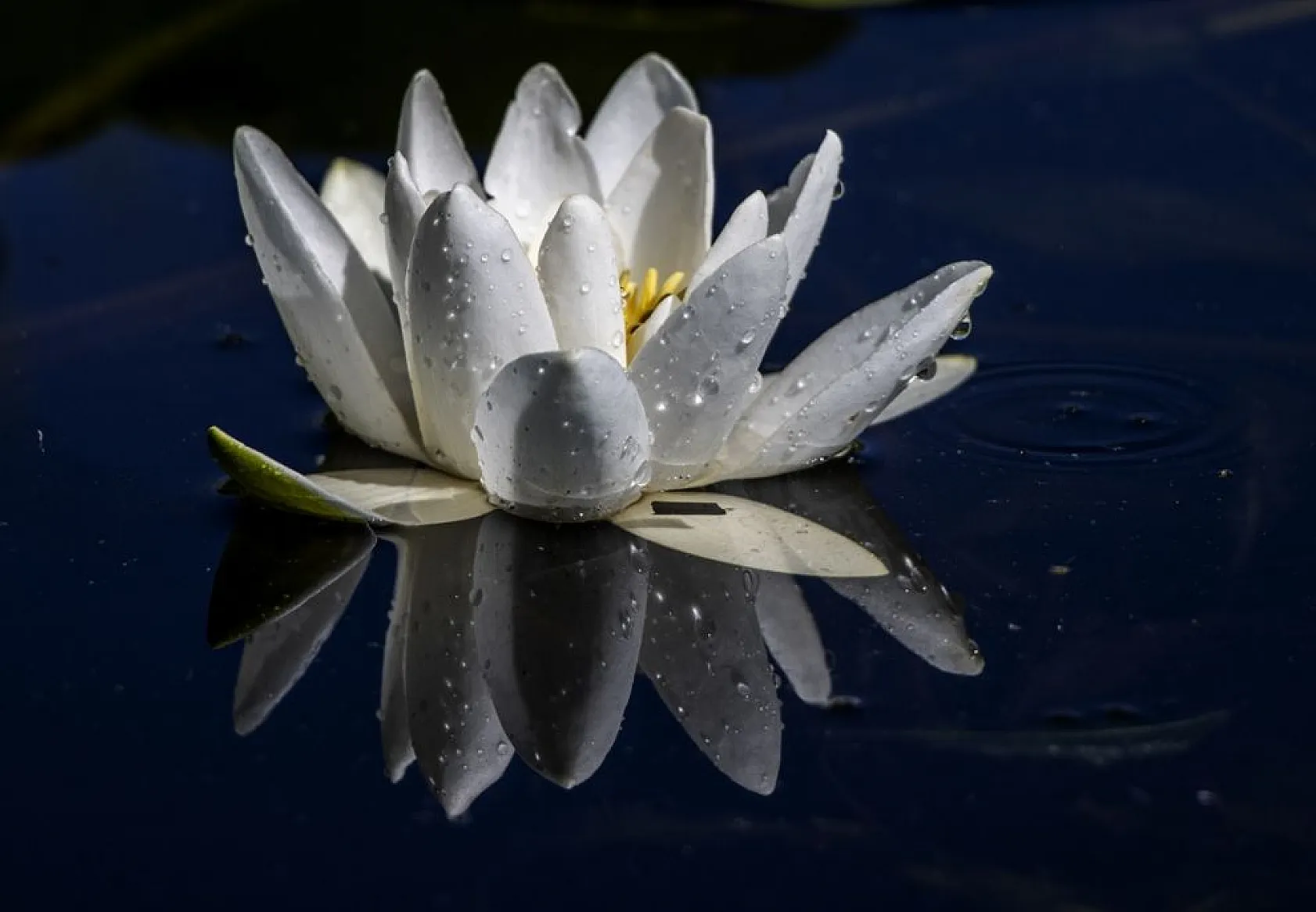 Süphan Dağı eteklerinde nilüferler açtı