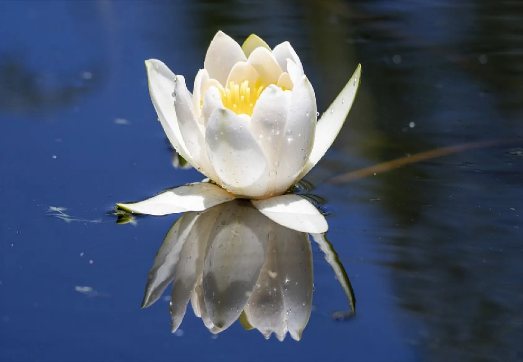 Süphan Dağı eteklerinde nilüferler açtı