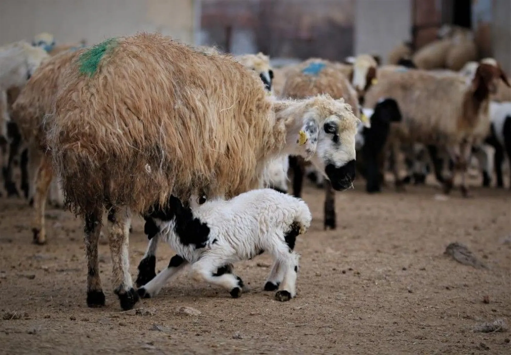 Kuzular anneleriyle buluştular...