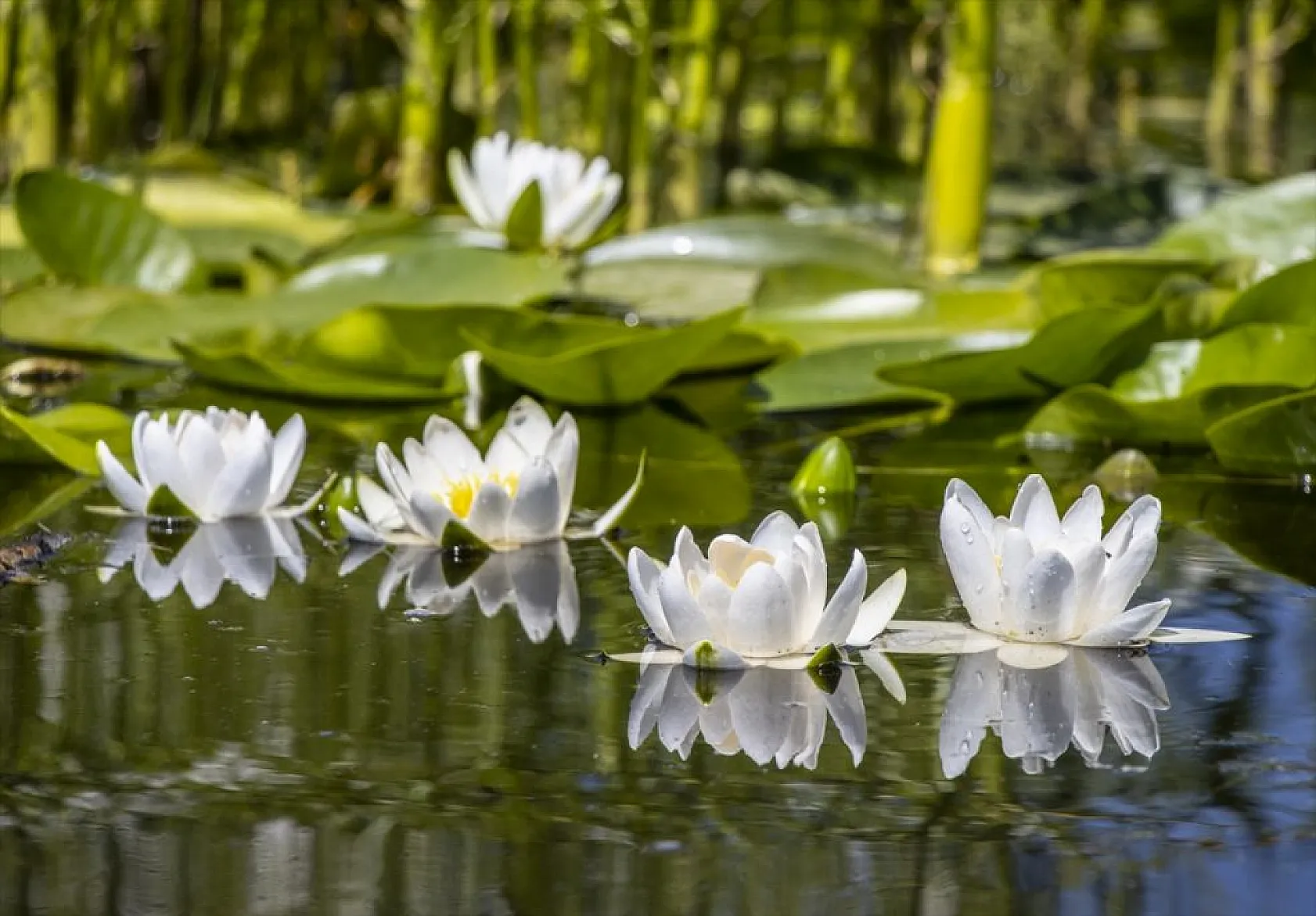 Süphan Dağı eteklerinde nilüferler açtı