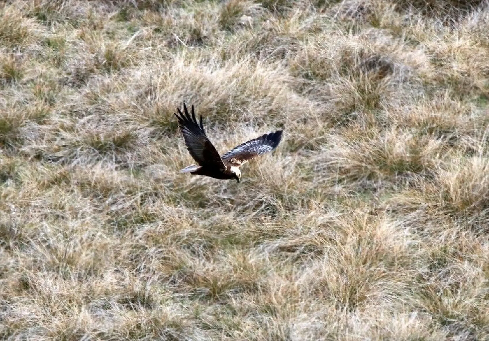 Türkülere ilham veren allı turnalar Anadolu'yu mesken tuttu