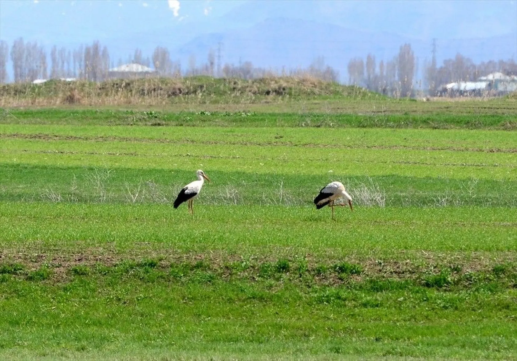 Muş Ovası kuş türlerine ev sahipliği yapıyor