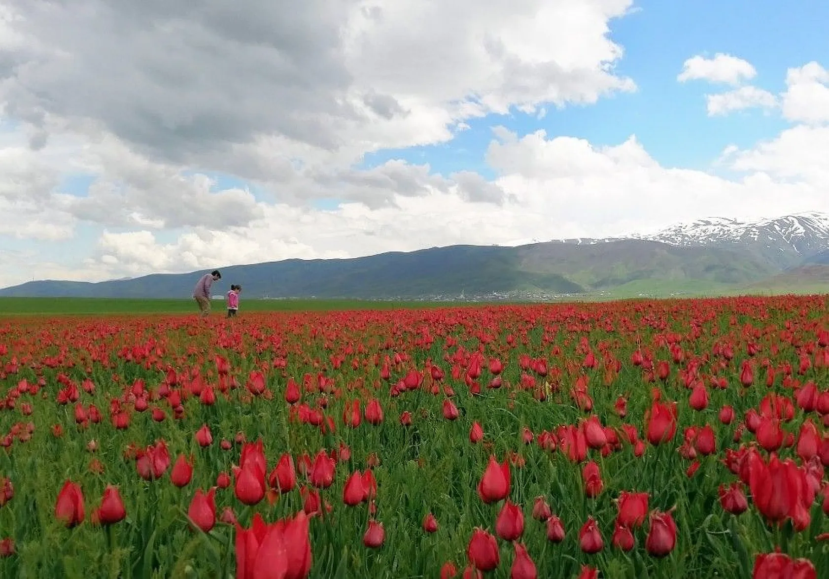 Muş lalelerinin eşsiz manzarası...