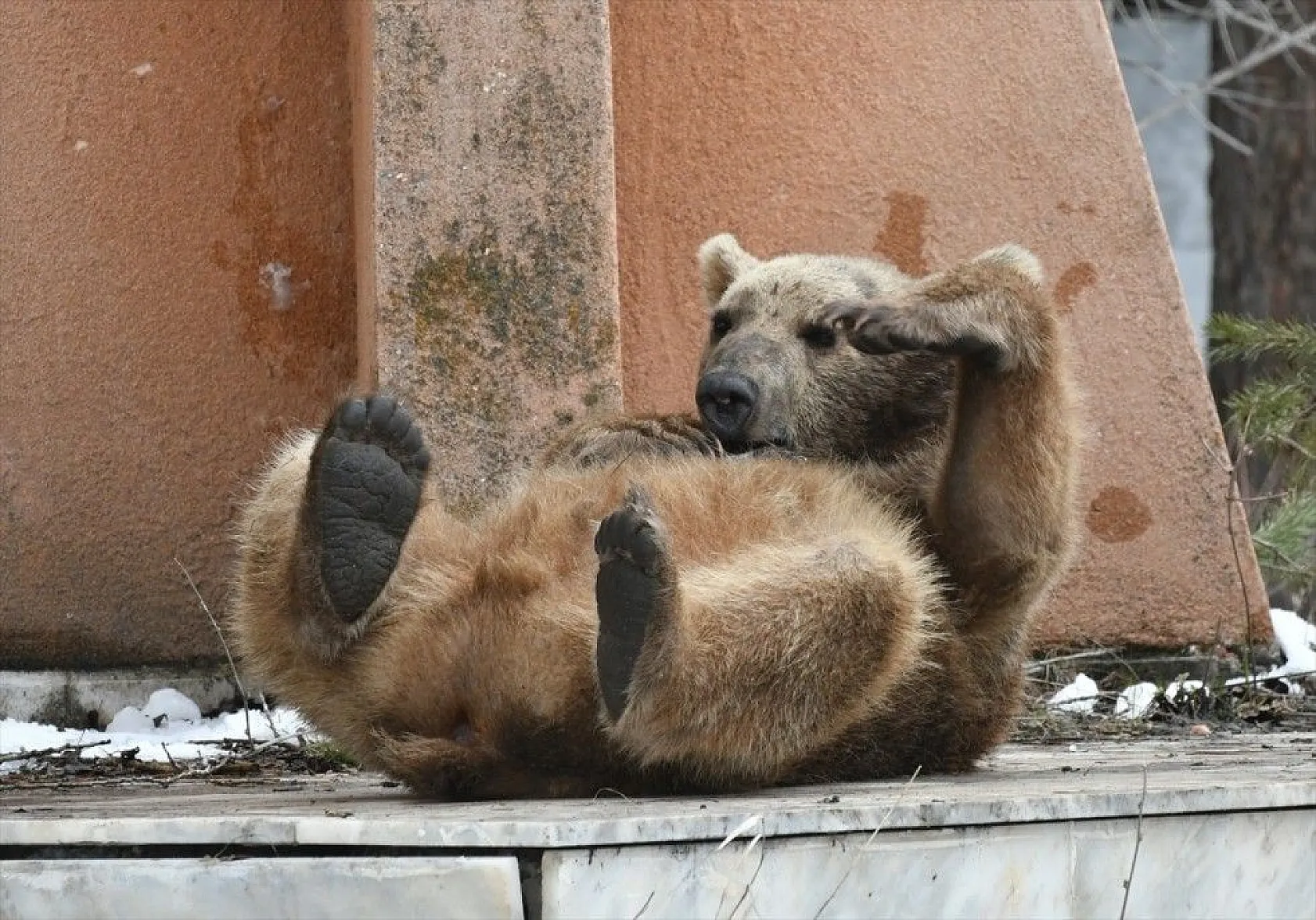 Aç kalan ayı yavrusu ilçeye indi