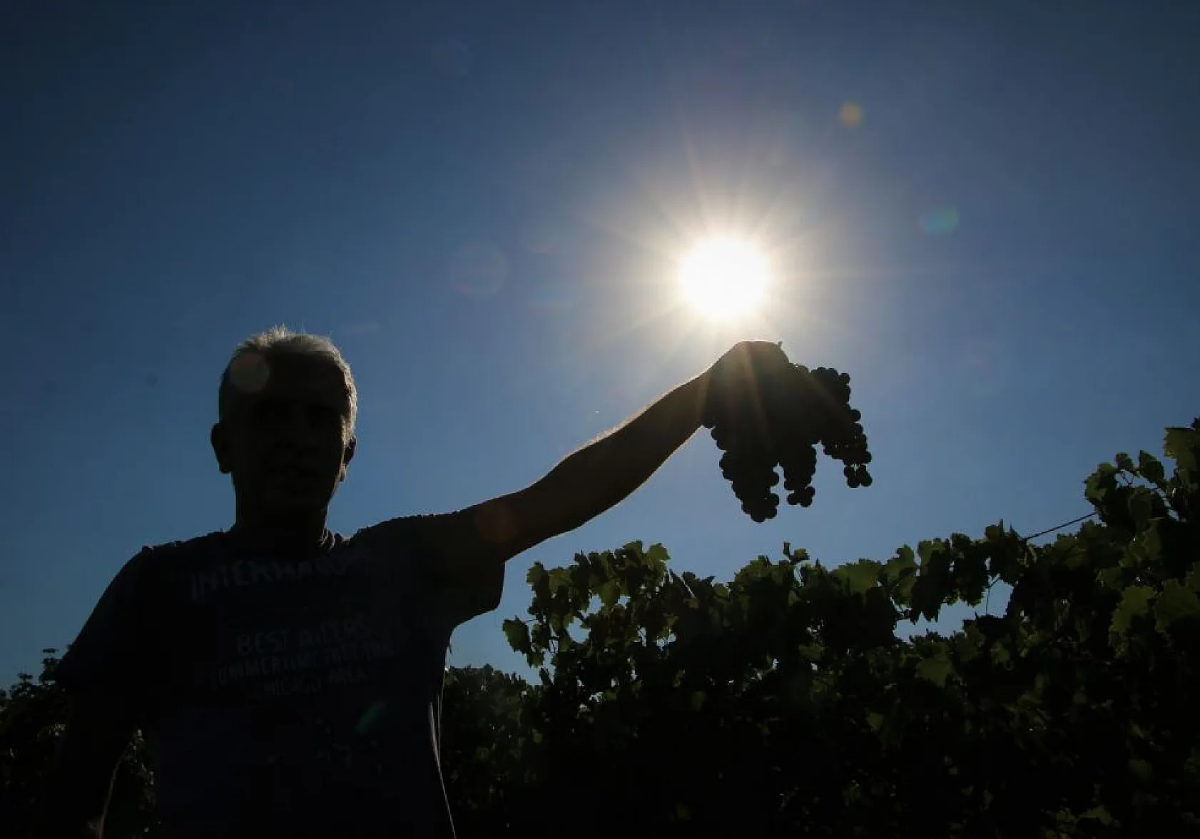 Elazığ'da üzüm hasadı başladı