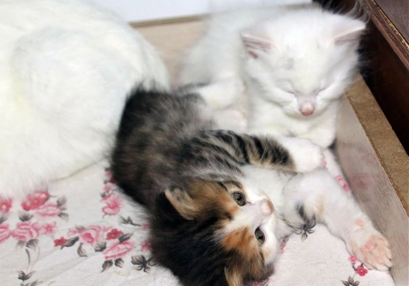 Van kedilerine renkli kardeş